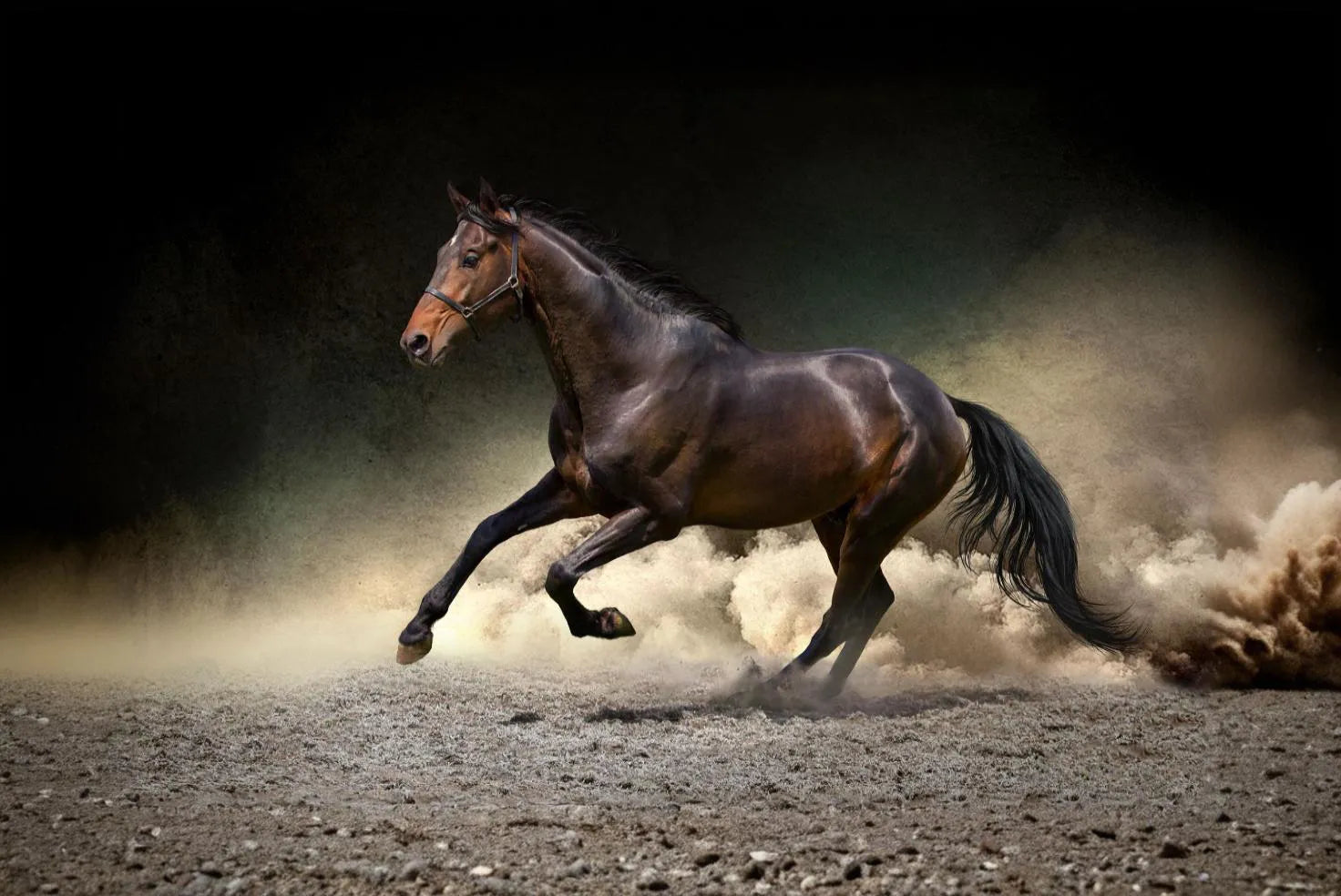 Wärmende Pferdesalbe Forte von Mr. Fuss: Dein unschlagbarer Begleiter für mehr Bewegung und weniger Schmerz